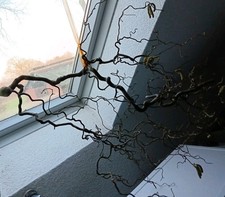 Dekozweig Echt f. Bodenvase