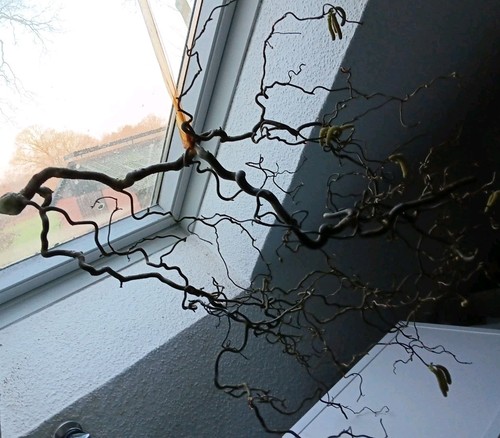 Dekozweig echt bodenvase - dekozweig, f.