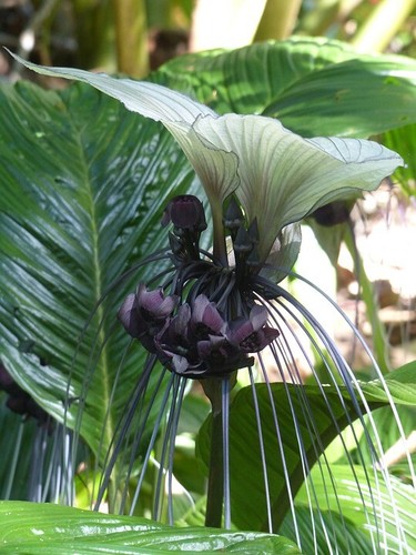 Fledermaus blume duftende - fledermaus-blume,