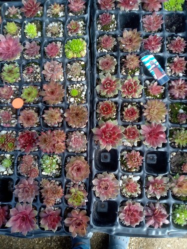 Hauswurz dachwurz sempervivum - dachwurz,
