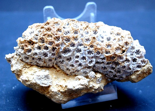 Fossilien korallen und - korallen,
