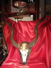 Altes Riesiges Kudu Geweih