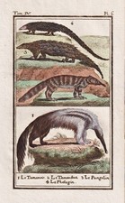 Ameisenbär anteater