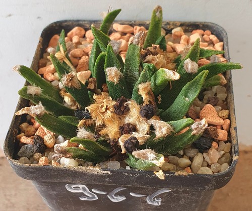Alter mehrköpfiger ariocarpus - mehrköpfiger,