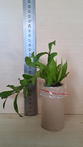Hoya lacunosa