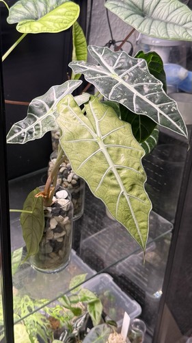 Große alocasia polly - große,