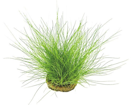 Nadelsimse eleocharis - nadelsimse,