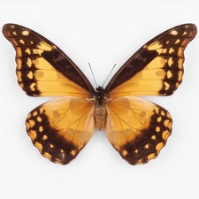 Morpho Rhetenor Helena ♀