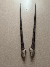 Antilopen-Geweih Afrika Hornlänge 80cm