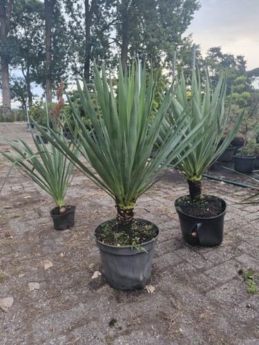 Yucca gloriosa
