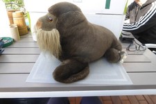 Plüschtier Antje NDR 1997 Walross ca.45 cm lang, m. Ettikett