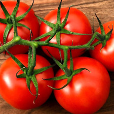 Tomate Matina - extrem frühe, süße & wüchsige Freilandtomate - Tomaten Samen