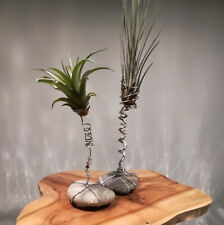 Tillandsie Tillandsia Edelstahl Bromelien Luftpflanzen Halter Luftpflanzenhalter