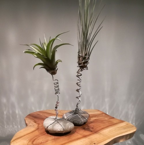 Tillandsie tillandsia - tillandsie,