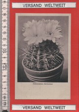 Otto Stoye: Echinocactus