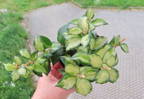 Wachsblume hoya lacunosa - , sp