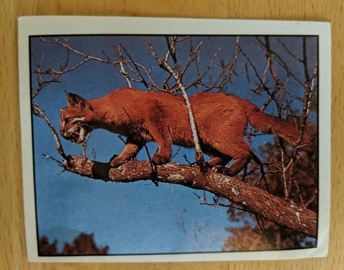 Panini wwf bedrohte tierwelt - wwf,