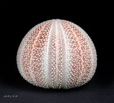 Seeigel, Sea urchin Echinus