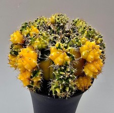 Großer Ausgefallener