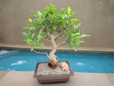 Extra Large Ficus Retusa