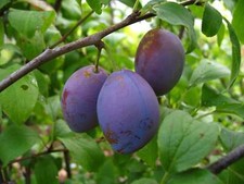 Zwetschgenbaum Anna Späth –