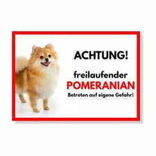Pomeranian Freilaufender Hund