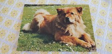 Hund AK, ungelaufen, Chow Chow (?), Postkarte