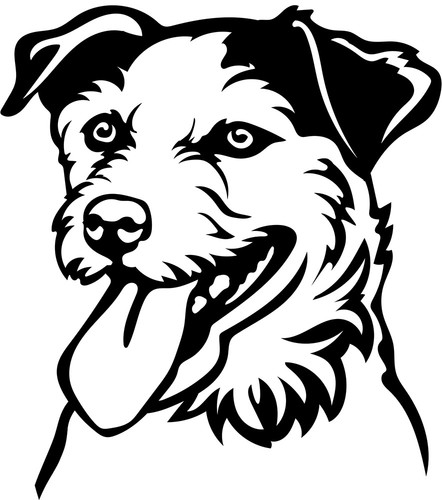Jack russell terrier - jack,