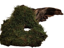 Wurzel Maya Versteck Höhle