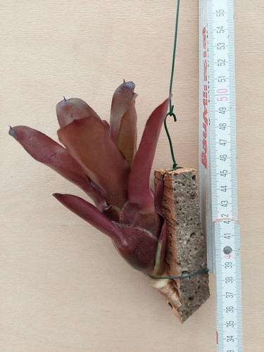 Neoregelia fuego ancho - neoregelia,