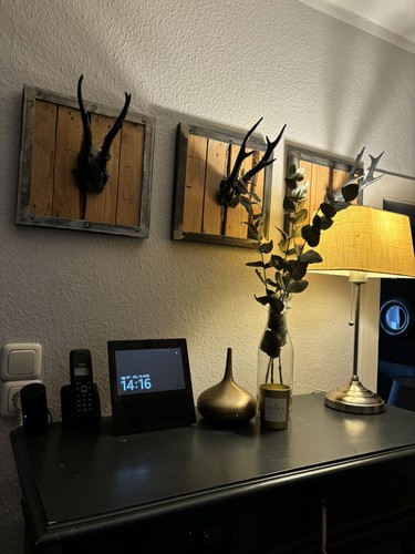 Geweihe auf holz - geweihe, grau