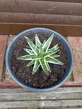 Agave Victoriae Reginae White