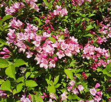 Weigelie weigela im topf - weigela,