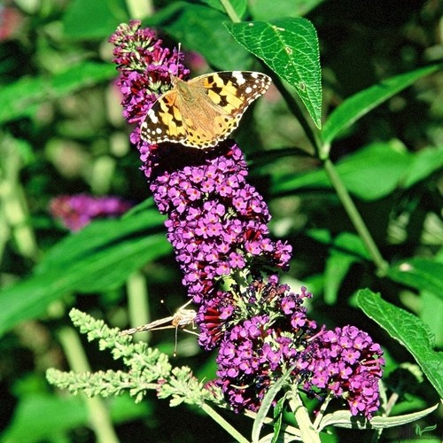 Sommerflieder buddleja davidii - sommerflieder,