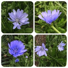 Heilkräuter Hausapotheke