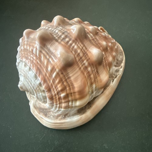 Schnecke muschel pazifik - schnecke,