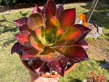 Aeonium phantom middle - aeonium,