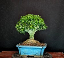BONSAI CHINESISCHER BUCHSBAUM