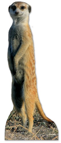 Erdmännchen lifesize - erdmännchen,