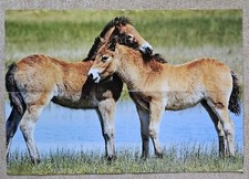 Poster Bild Pferdeposter Pferde