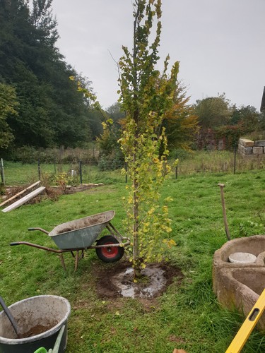 Baum strauchdünger - baum-strauchdünger,