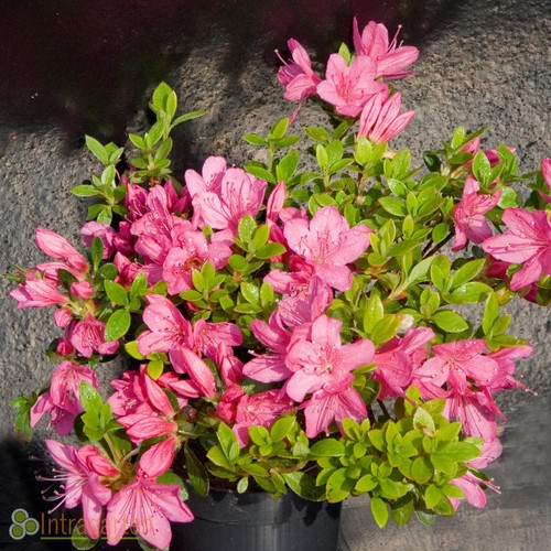 Japanische azalee rhododendron - azalee,