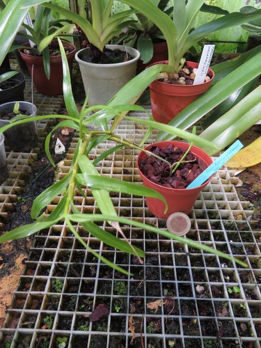 Dendrobium hercoglossum alba