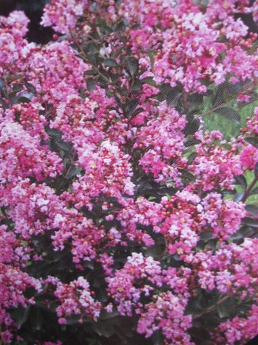 Lagerstroemia indica hopi - lagerstroemia,