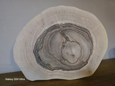 Nussbaum  Baumscheibe massiv