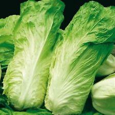 1000 SAMEN ZICHORIEN