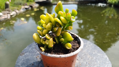 Crassula ovata gollum - ovata,