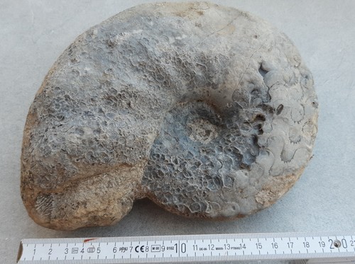 Ceratit ceratites trias - ceratites,,