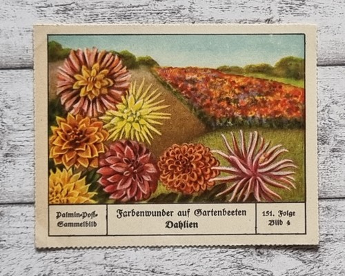 Dahlien gartenbeete - dahlien,