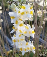 Phalaenopsis pulcherrima var